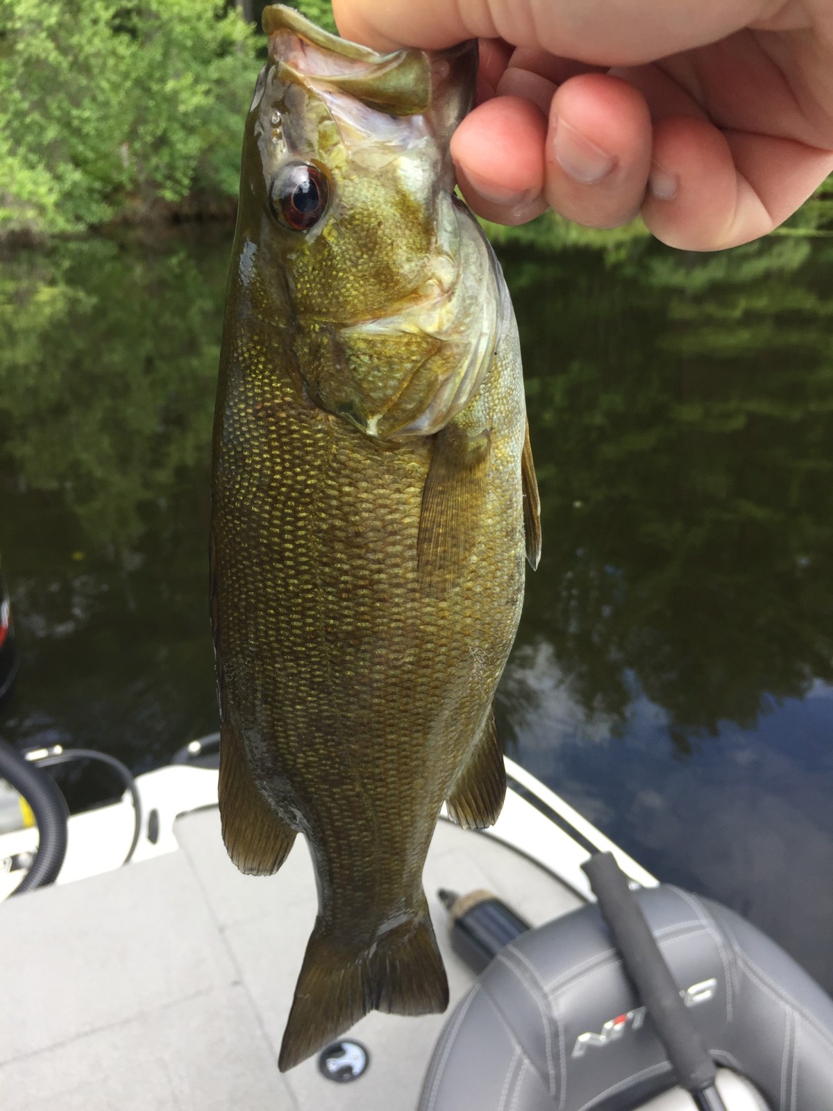 Fishing Report: Belleau Lake, Wakefield, New Hampshire, July 7-13,&nbsp;2018